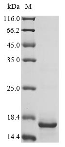 Greater than 90% as determined by SDS-PAGE.Recombinant Salmonella Enteritidis Cold Shock Protein Cspa (CSPA) Protein (His&Myc)