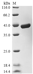 Greater than 90% as determined by SDS-PAGE.Recombinant E.Coli Lipopolysaccharide Assembly Protein B (LAPB) Protein (His)