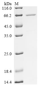 Greater than 90% as determined by SDS-PAGE.