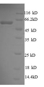 Greater than 90% as determined by SDS-PAGE.