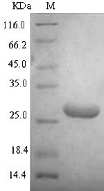 Greater than 90% as determined by SDS-PAGE.Recombinant E.Coli O157:H7 Dna-Binding Protein Hu-Alpha (HUPA) Protein (His-SUMO)