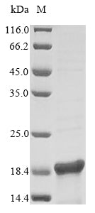 Greater than 85% as determined by SDS-PAGE.Recombinant E.Coli Dna-Binding Protein H-Ns (HNS) Protein (His)