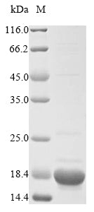 Greater than 85% as determined by SDS-PAGE.