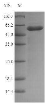 Greater than 90% as determined by SDS-PAGE.
