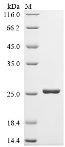 Greater than 90% as determined by SDS-PAGE.Recombinant E.Coli Lps-Assembly Lipoprotein Lpte (LPTE) Protein (His)