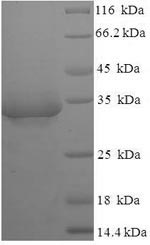 Greater than 90% as determined by SDS-PAGE.