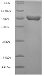 Greater than 90% as determined by SDS-PAGE.