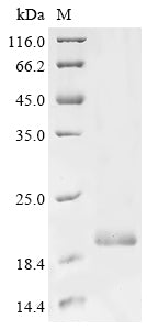 Greater than 85% as determined by SDS-PAGE.