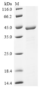 Greater than 85% as determined by SDS-PAGE.Recombinant Transcriptional Regulatory Protein Cpxr (CPXR) Protein (His-KSI)
