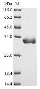 Greater than 90% as determined by SDS-PAGE.Recombinant E.Coli O157:H7 Enoyl-[Acyl-Carrier-Protein] Reductase [Nadh] Fabi (FABI) Protein (His)