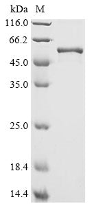 Greater than 90% as determined by SDS-PAGE.