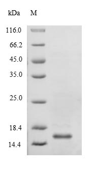 Greater than 90% as determined by SDS-PAGE.