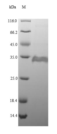 Greater than 90% as determined by SDS-PAGE.