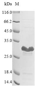 Greater than 85% as determined by SDS-PAGE.