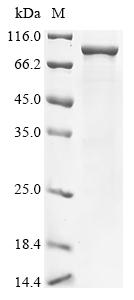 Greater than 85% as determined by SDS-PAGE.