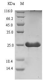 Greater than 90% as determined by SDS-PAGE.