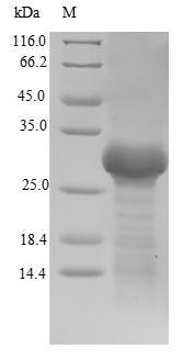 Greater than 90% as determined by SDS-PAGE.Recombinant Enterobacter Aerogenes Ribitol 2-Dehydrogenase (RBTD) Protein (His)
