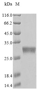 Greater than 85% as determined by SDS-PAGE.Recombinant Corynephage Omega Diphtheria Toxin (DT) Protein (His&Myc)
