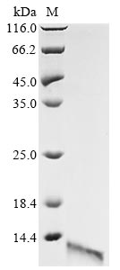Greater than 90% as determined by SDS-PAGE.Recombinant Bacillus Amyloliquefaciens Ribonuclease Protein (His)