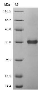 Greater than 90% as determined by SDS-PAGE.Recombinant Enterobacteria Phage T4 Endolysin (E) Protein (His-SUMO)