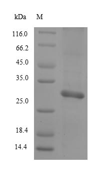 Greater than 85% as determined by SDS-PAGE.