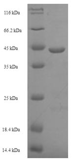 Greater than 90% as determined by SDS-PAGE.Recombinant E.Coli Signal Peptidase I (LEPB) Protein (His-SUMO)
