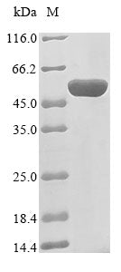 Greater than 85% as determined by SDS-PAGE.Recombinant E.Coli Beta-Lactamase (AMPC) Protein (His-SUMO)