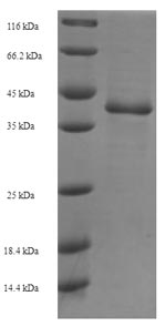 Greater than 90% as determined by SDS-PAGE.Recombinant Saccharomyces Cerevisiae Gtp-Binding Protein Ypt1 (YPT1) Protein (His-SUMO)