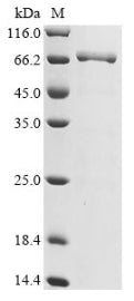 Greater than 90% as determined by SDS-PAGE.Recombinant Dt3C For Antibody Internalization Assay (DT3C) Protein (His)