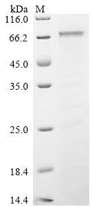 Greater than 85% as determined by SDS-PAGE.Recombinant Corynephage Beta Dt3C Protein (DT3C) Protein (His)