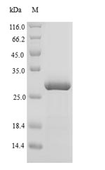 Greater than 90% as determined by SDS-PAGE.