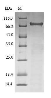 Greater than 90% as determined by SDS-PAGE.Recombinant E.Coli Deoxyribodipyrimidine Photo-Lyase (PHRB) Protein (His-SUMO&Myc)