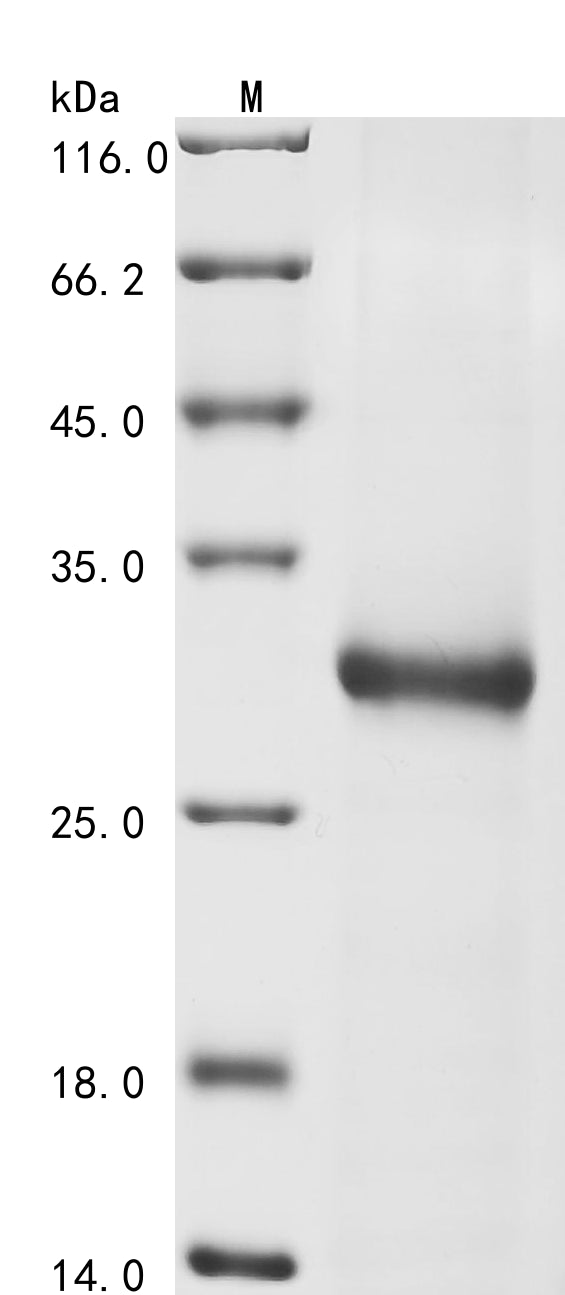 Greater than 90% as determined by SDS-PAGE.Recombinant Schmidtea Mediterranea Activin 1 Protein (His)