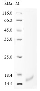 Greater than 90% as determined by SDS-PAGE.