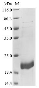 Greater than 85% as determined by SDS-PAGE.