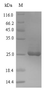 Greater than 90% as determined by SDS-PAGE.