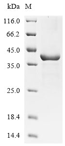 Greater than 85% as determined by SDS-PAGE.Recombinant Schmidtea Mediterranea Activin 2 Protein (His)