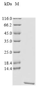Greater than 90% as determined by SDS-PAGE.