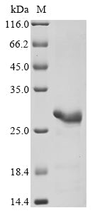 Greater than 90% as determined by SDS-PAGE.