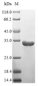 Greater than 85% as determined by SDS-PAGE.Recombinant Human Hla Class Ii Histocompatibility Antigen, Dr Alpha Chain (HLA-DRA) Protein (His)