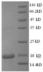 Greater than 90% as determined by SDS-PAGE.