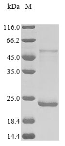 Greater than 90% as determined by SDS-PAGE.