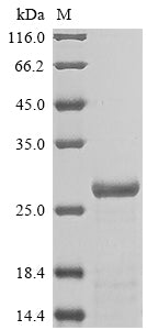 Greater than 85% as determined by SDS-PAGE.
