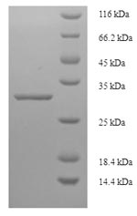 Greater than 90% as determined by SDS-PAGE.Recombinant Triticum Monococcum Omega-Gliadin Protein (GST)