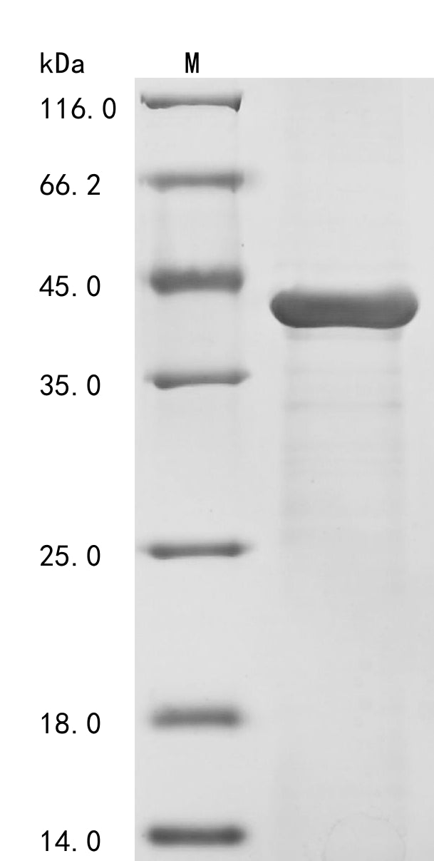 Greater than 85% as determined by SDS-PAGE.Recombinant Klebsiella Pneumoniae Ompk36 (OMPK36) Protein (His)