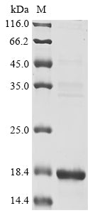 Greater than 85% as determined by SDS-PAGE.Recombinant Plasmodium Falciparum Circumsporozoite Protein (CSP) Protein (His&Myc)