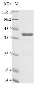 Greater than 85% as determined by SDS-PAGE.Recombinant E.Coli Colicin-E1 (CEA) Protein (His&Myc)