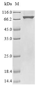 Greater than 85% as determined by SDS-PAGE.Recombinant E.Coli Dna Helicase Ii (UVRD)