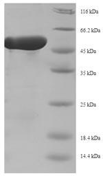 Greater than 90% as determined by SDS-PAGE.Recombinant Staphylococcus Aureus Replication Initiation Protein (REPD) Protein (His-SUMO)