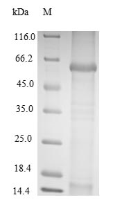 Greater than 85% as determined by SDS-PAGE.Recombinant Bk Polyomavirus Major Capsid Protein Vp1 Protein (His-SUMO&Myc)